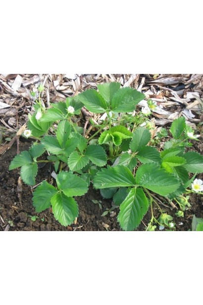 Полуниця Дарселект в саду